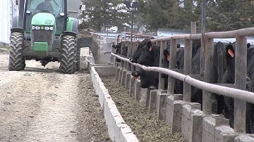 Angus VNR: Infrastructure, grain market affects cattle business