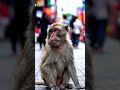 Feeling hungry 🐒......#shorts #monkey #ai video......