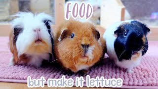 Guinea Pigs Just Want To Be Fed