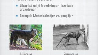 Konvergent och divergent evolution (gammal)