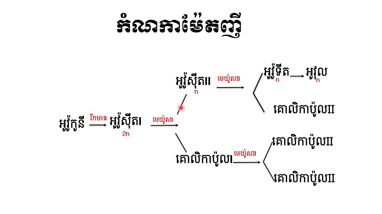 កំណកាម៉ែតញី (អូវុលរបស់មនុស្ស)