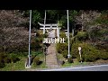 【秋に咲く桜絶景】川見四季桜の里を訪ねて - Japan in 8K