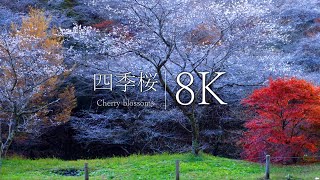 【秋に咲く桜絶景】川見四季桜の里を訪ねて - Japan in 8K