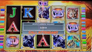 DO THE CATS IN RENO KNOW ME? $90 MAX BETS ON CATS!