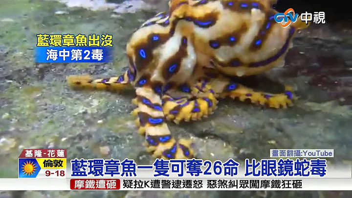 【中视新闻】恐怖海怪!剧毒蓝环章鱼 东北角出没20150608 - 天天要闻