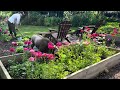 Planting a Ground Cover that’s a Great Cut Flower! Planting into cardboard / No-Dig Garden Planting