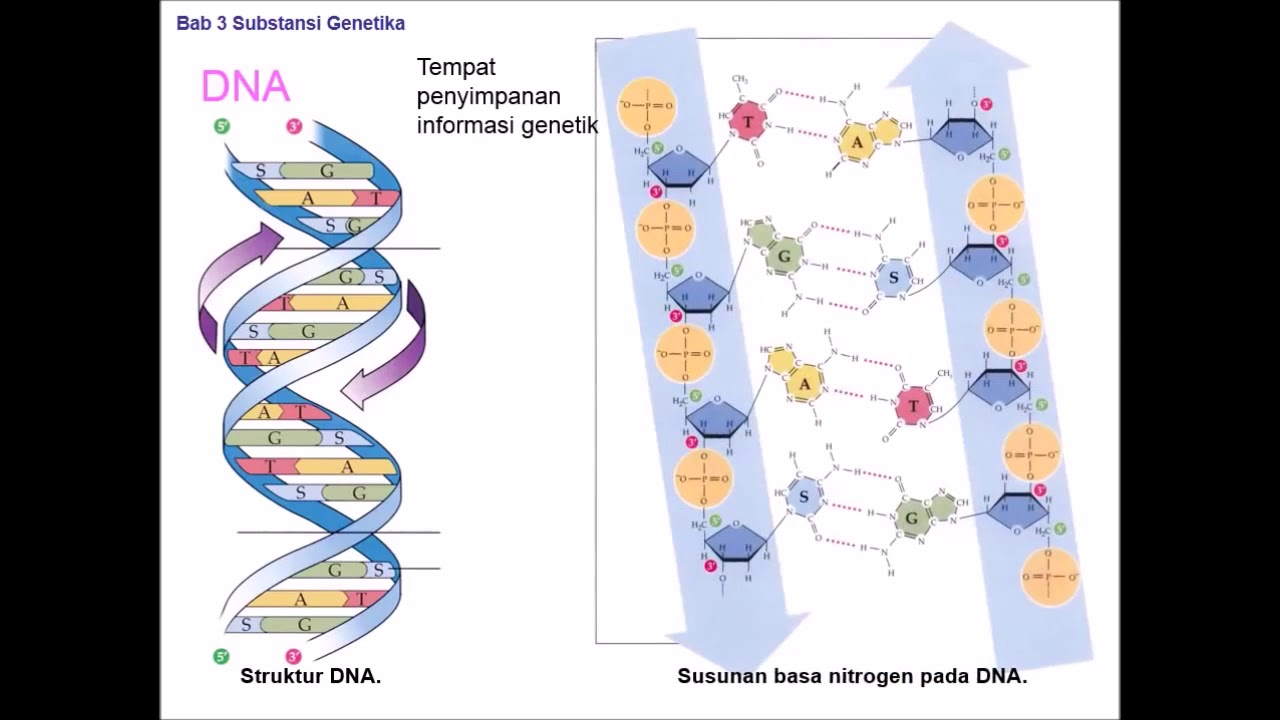 База генетики. Генетика. Генетика голубей. Генетика голубей таблица. Генетика рыб.