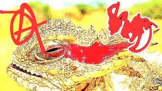 *GORENOISE* Animals of Anarchy