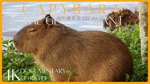 Capybara: The Gentle Giants of South America | Incredible Wildlife 4K Documentary