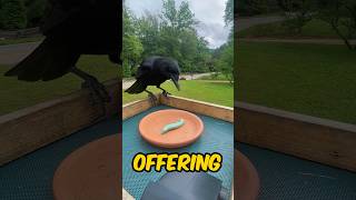 how to befriend crows - day 27.5 hornworm snack