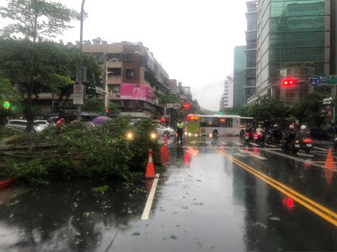 風雨交加震不停　內科路樹轟然倒塌擋道警獲報火速排除