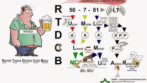 PART 1: HOW TO DRAW THE BASIC OUTLINE OF BRACHIAL PLEXUS. WATCH PART 2 FOR A COMPLETED VERSION