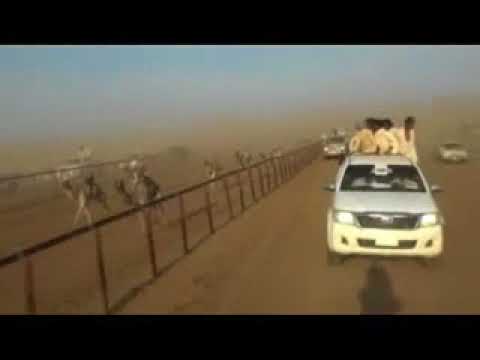 شوط سيف الحيل شعاع صديق ابوجوطة مهرجان الشيخ سيف بهلول الثاني