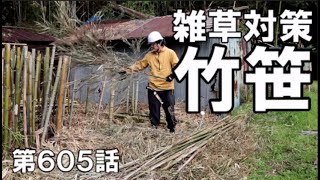 蛇対策に長脚絆｜屋根の上の鯱｜枝落としした笹を敷き詰めると雑草対策にならないかな～？