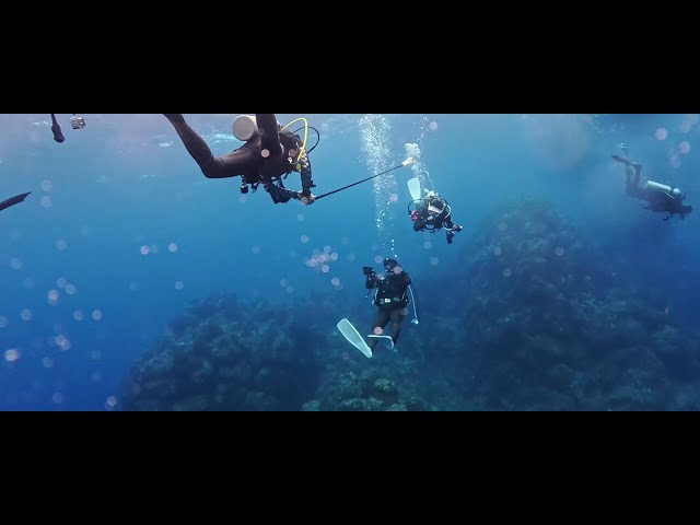 おがさわらDIVE②