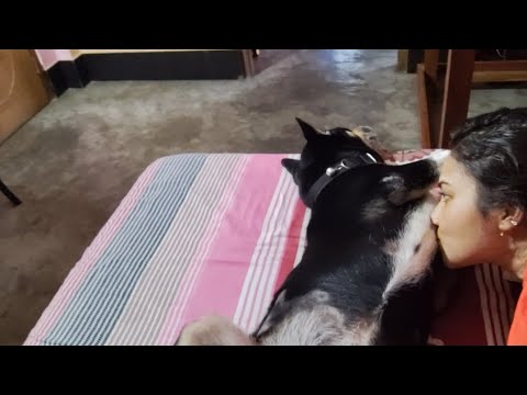 Morning Wake-Up Time with My Dog Shinchan 🐶 | Cute & Angry Moments 😄