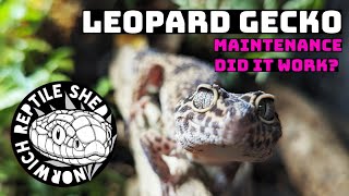 Leopard Gecko Maintenance PLUS Cohabitation Advice/Evidence