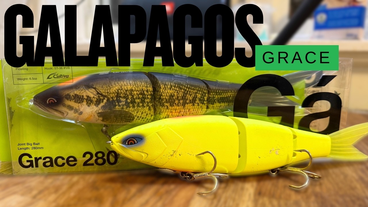 【Galápagos 】Grace 280 Sinking レッドアイ限定品 Galápagos 】Grace 280 Sinking レッドアイ限定品 【公式通販】