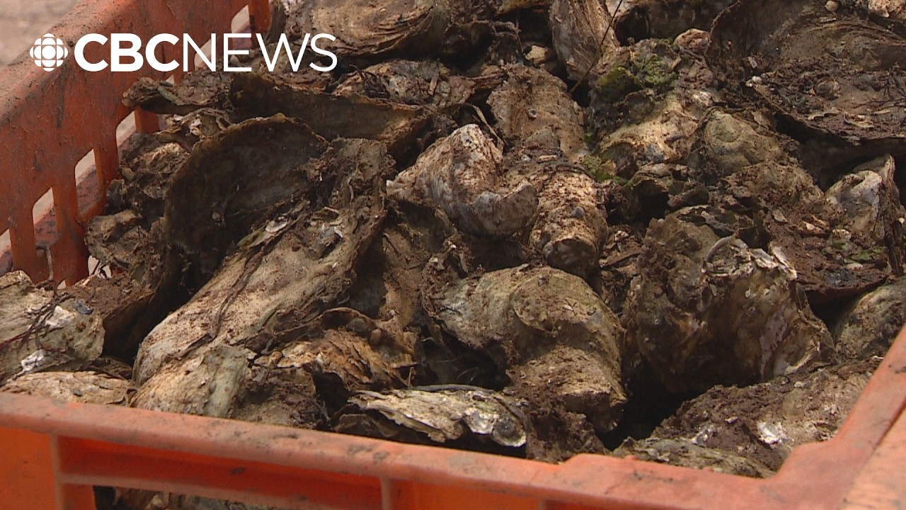 Why some oysters in Atlantic Canada are facing restrictions