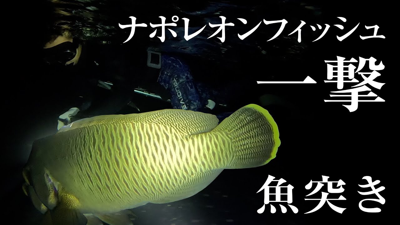 ショップのおすすめアイテムをご紹介 Tjbrand NapoleonFish 147 