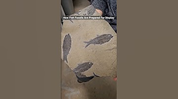 How Fish Fossils Are Prepared For Display