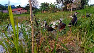 MIKAT RUAK RUAK & SINTAR LADANG