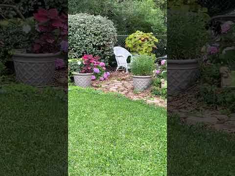 Quick tease of the backyard of Garden Mess in Zone 8B 🌸