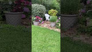 Quick tease of the backyard of Garden Mess in Zone 8B 🌸
