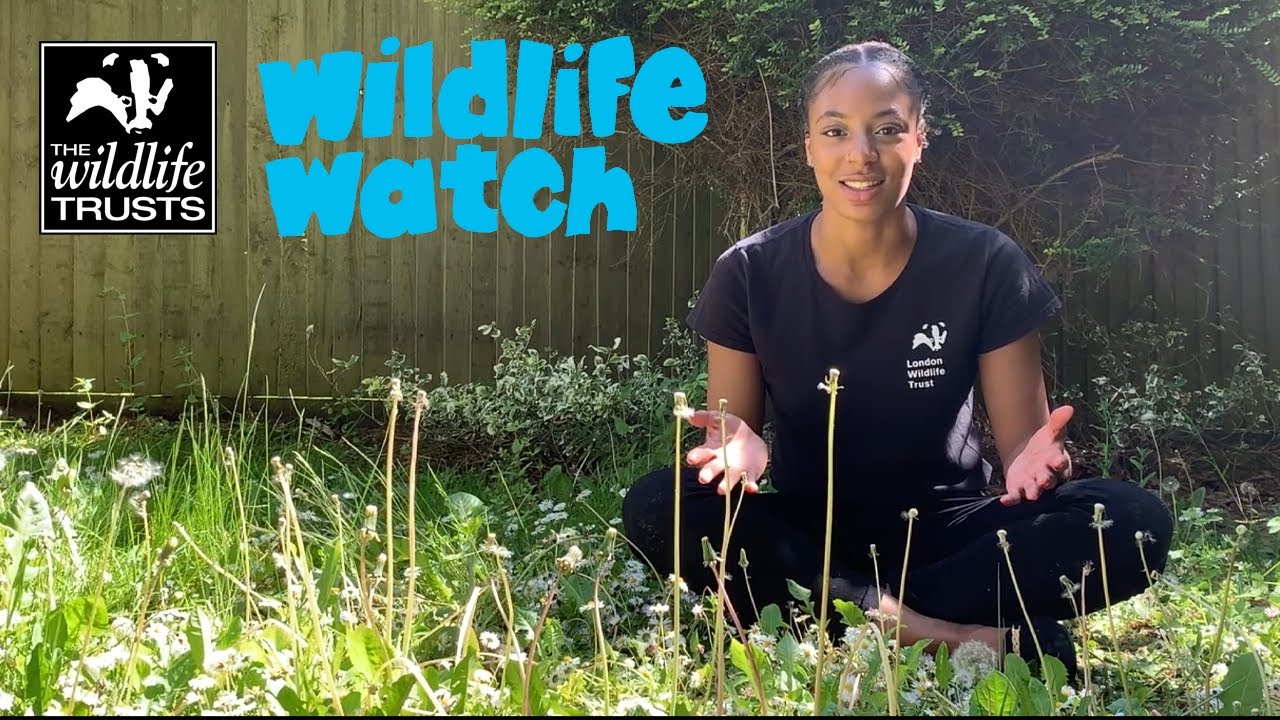 Wildlife Wednesday: Shapes in nature!