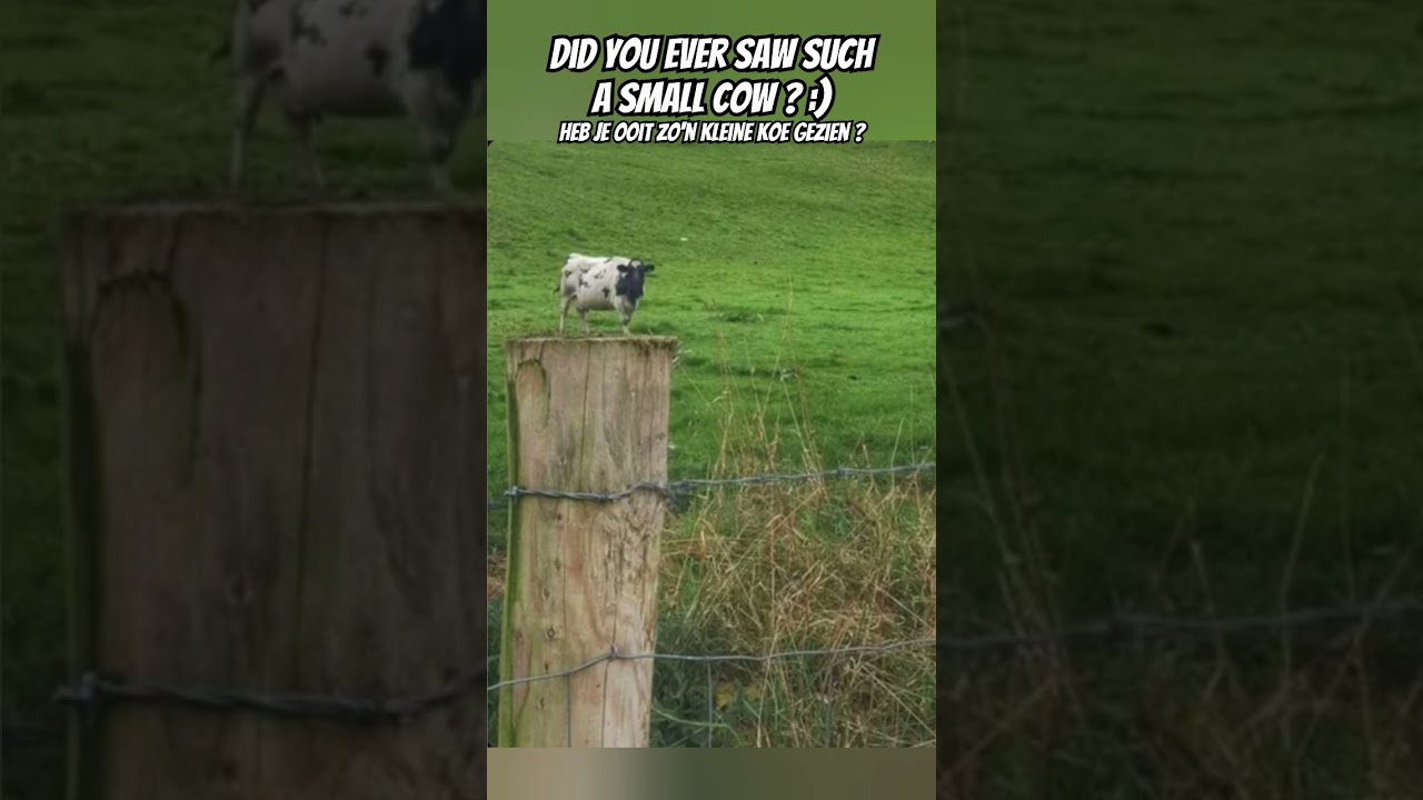 The Most Mind-Bending Optical Illusion Ever! 