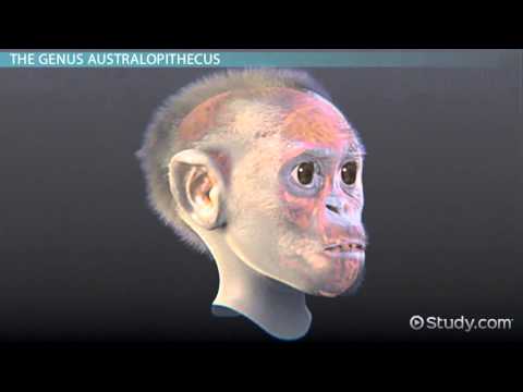 Australopithecus: Definition, Characteristics & Evolution