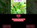 BÀI THUỐC QUÝ TỪ TỎI VÀ RAU MÁ ĐỀ.