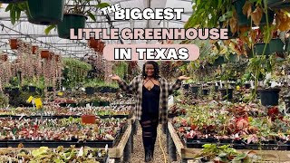 Inside Steve’s Leaves: Rare Houseplants & Greenhouse Tour