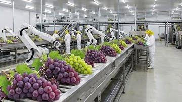 Inside the Grape Juice Factory – How Fresh Grapes Become Bottled Juice (Full Process)