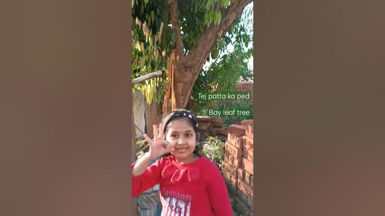 Tej Patta Ka English Meaning