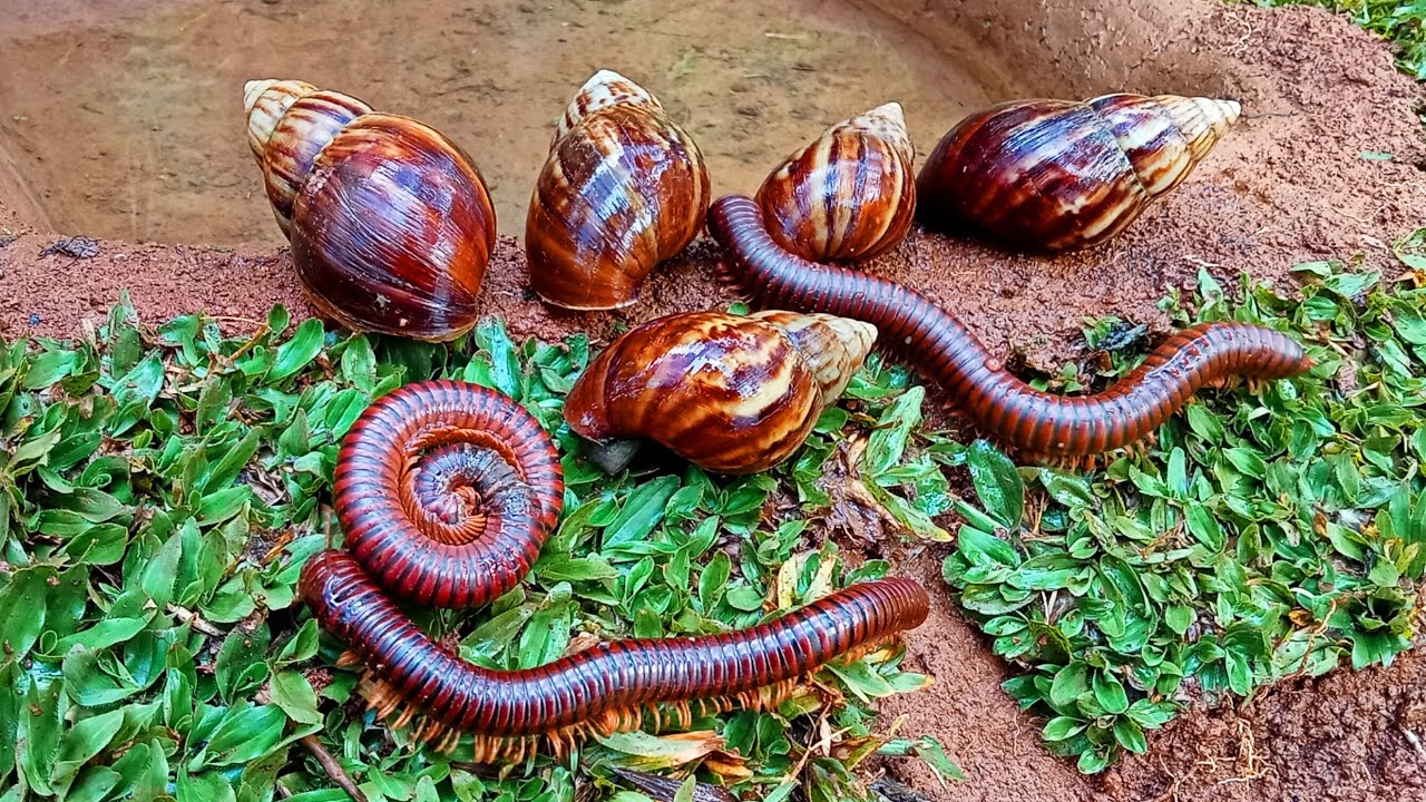 Hunting Big Millipede, Cute Land Snail, Baby Turtle - Menangkap Kaki Seribu, Bekicot, kura kura