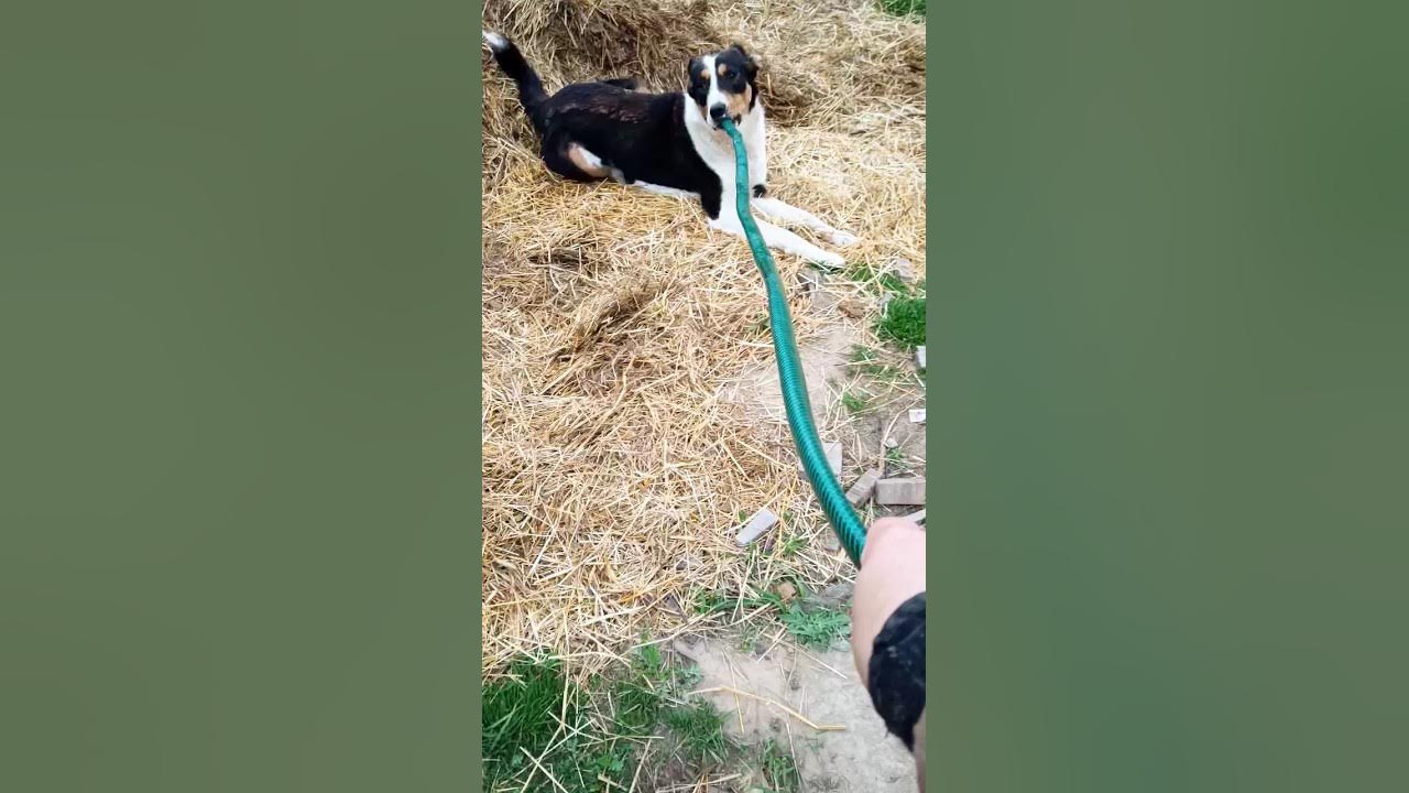 Dog like a cat🙈 YouTube