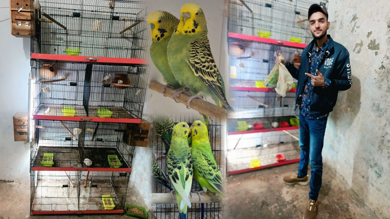 Birds Setup Main new Birds Ki Entry 😍