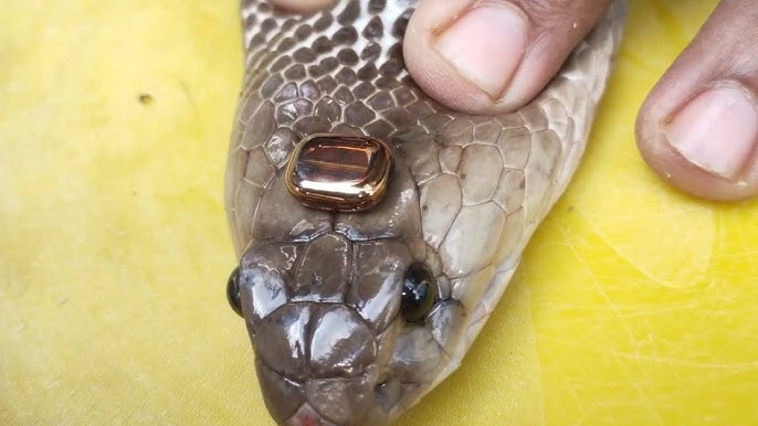 Kolda jinsiy aloqa foto