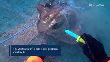 Ghost Fishing divers rescue stingray