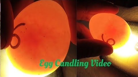 DUCK EGG CANDLING | SUPER SIMPLE PROCESS FOR CANDLING EGG🥚| USING MOBILE PHONE | #ADVUTURE