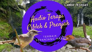 Terapi Ciblek Bahan, Stres dan Macet Bunyi