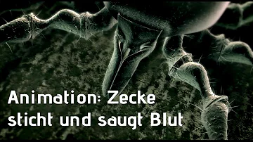 Wie lange saugen Zecken bis sie abfallen?