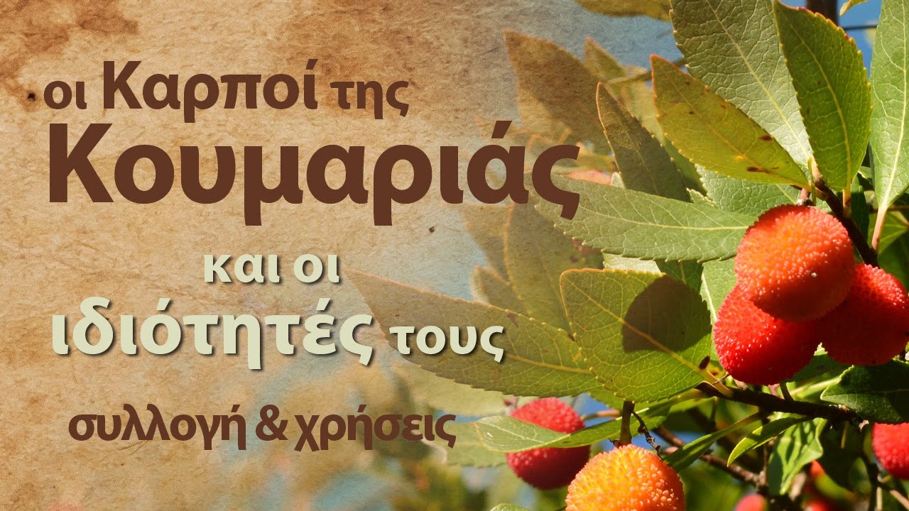 Κούμαρo (Arbutus unedo) ένα εκπληκτικό μα παραμελημένο εποχιακό φρούτο