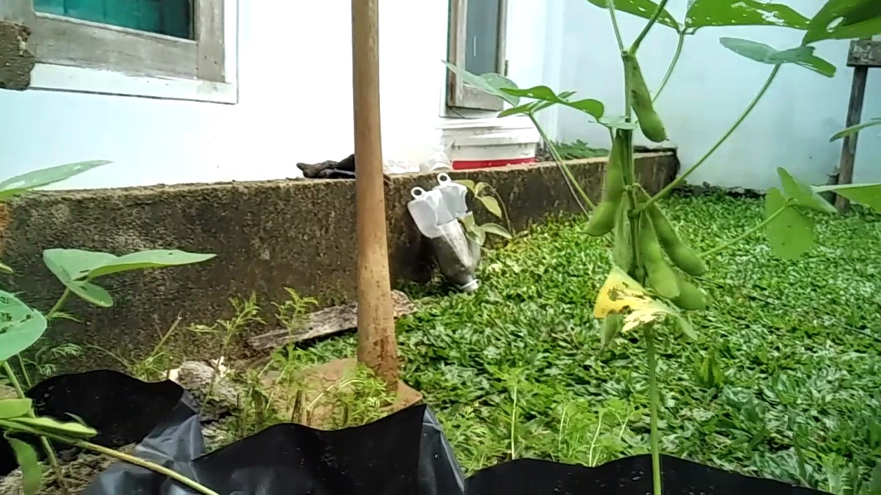 Menanam Kedelai Edamame di Polybag 