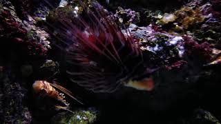 Lionfish The Beautiful and Dangerous Invaders 02