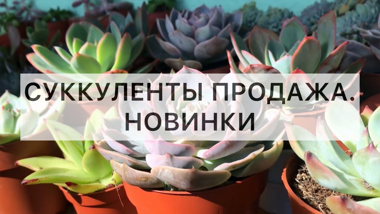 Суккуленты новинки. Продажа суккулентов. Август 2022