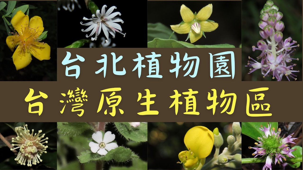 微距鏡頭下的台灣原生之美！認識台灣的寶藏植物，台北植物園 60 種台灣原生植物區花卉導覽。