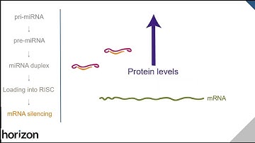 Learn how our microRNA mimics and inhibitors work