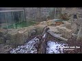 Saint Louis Zoo Live Stream